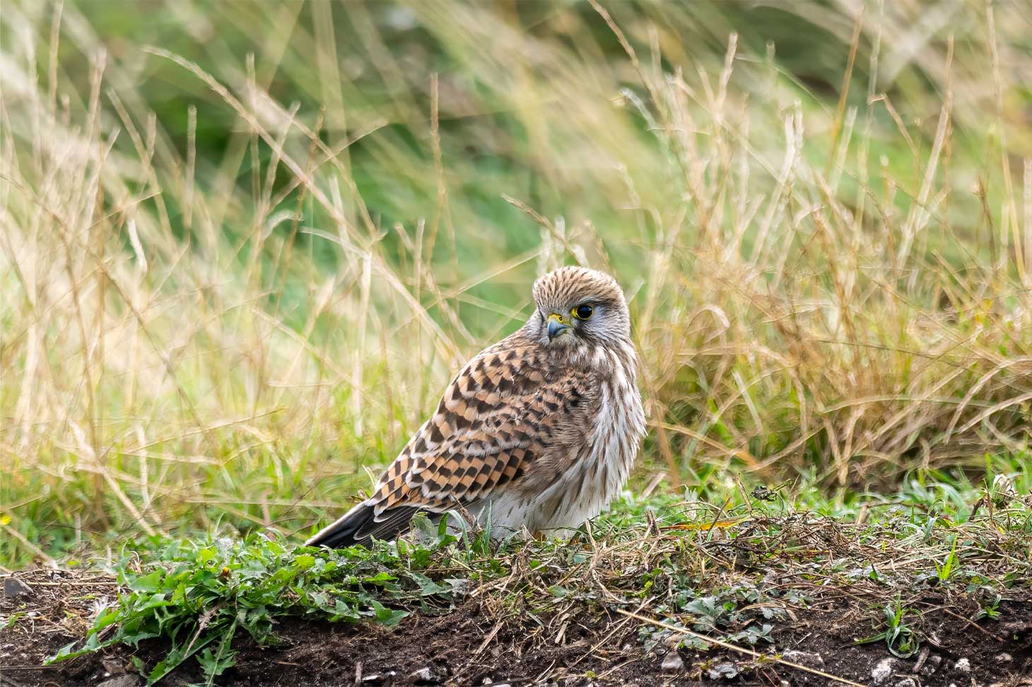 Un faucon crécerelle sur le sol