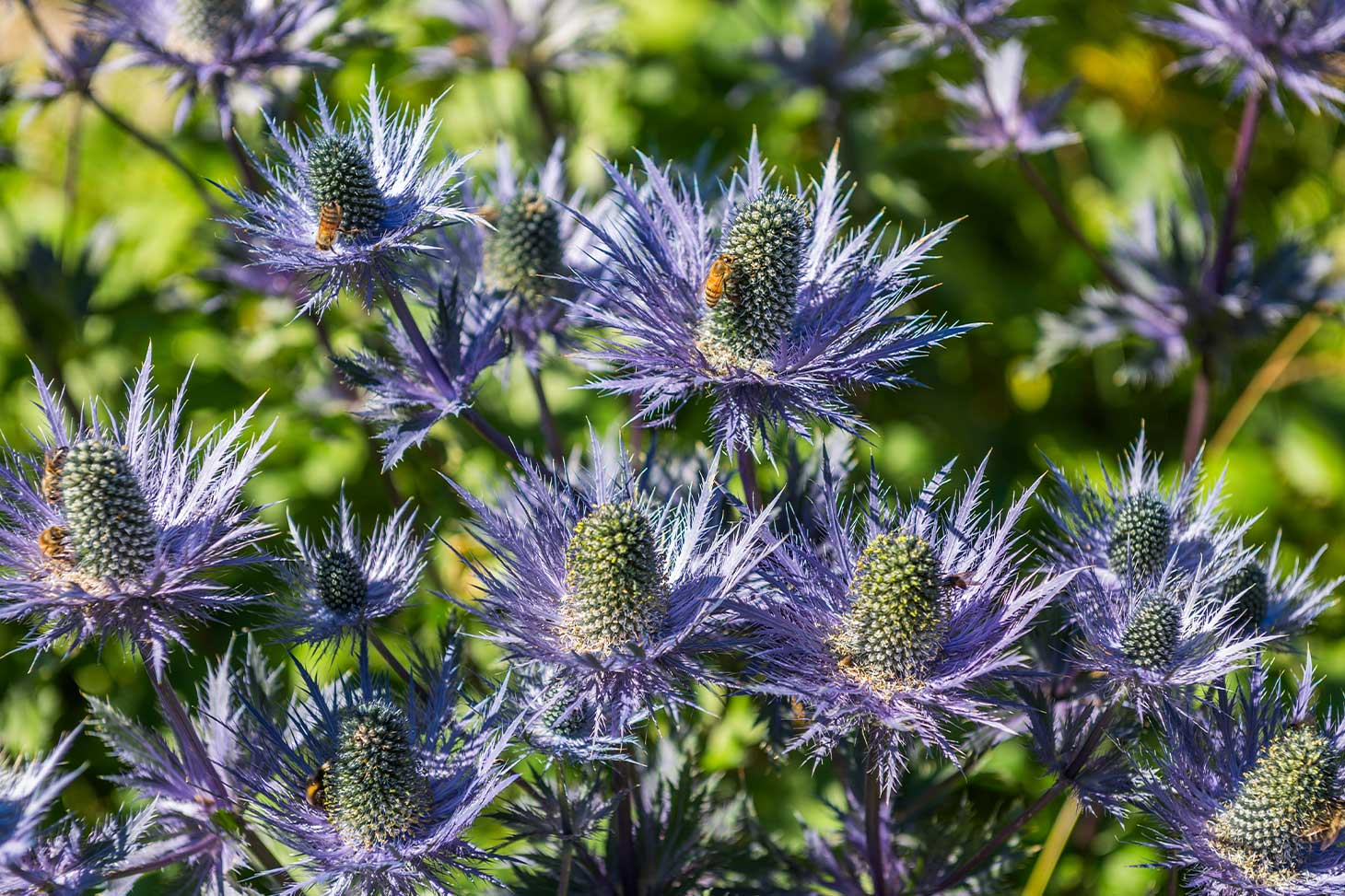 Des abeilles butinent sur des fleurs de chardon bleu.
