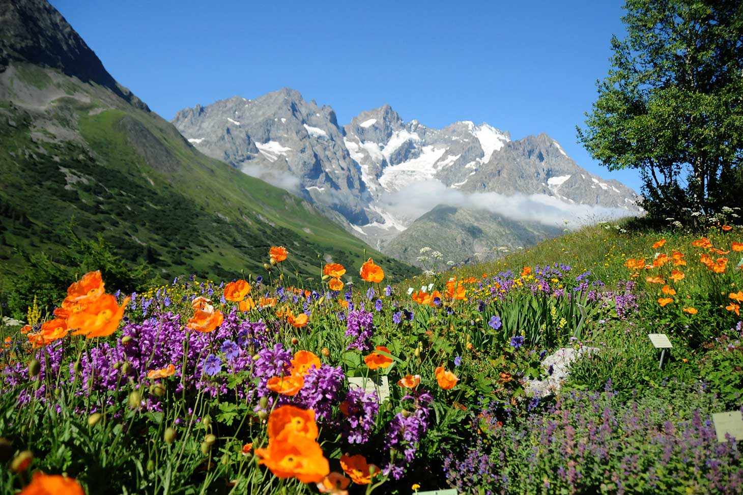 Vue sur les montagnes et la flore depuis le jardin alpin du Lautaret.